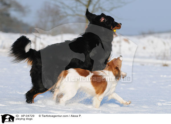 playing dogs / AP-04729