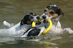 3 playing Terrier