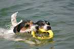 2 playing Terrier