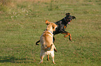 playing dogs