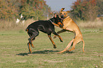 2 playing dogs