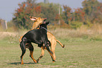 2 playing dogs