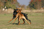 2 playing dogs