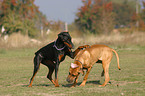 2 playing dogs