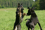 playing dogs