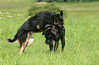 playing dogs