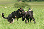 playing dogs
