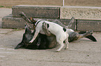playing dogs