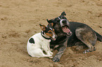 playing dogs
