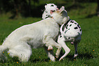 playing dogs