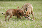 playing dogs