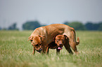 playing dogs