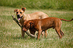 playing dogs