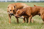 playing dogs