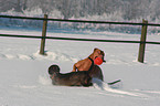 playing dogs