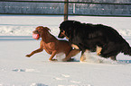 playing dogs