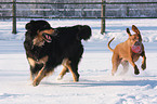 playing dogs