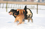 playing dogs