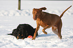 playing dogs