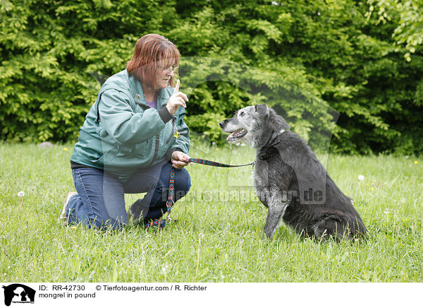 mongrel in pound / RR-42730