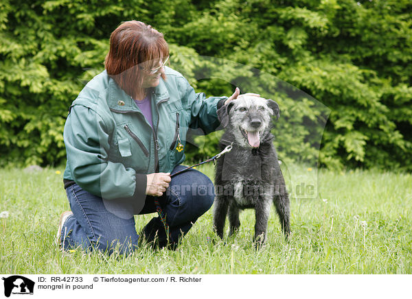 mongrel in pound / RR-42733
