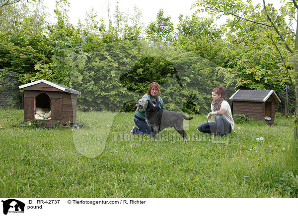 Vermittlungsgesprch im Tierheim / pound / RR-42737