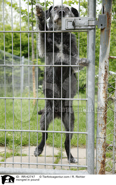 Mischling im Tierheim / mongrel in pound / RR-42747