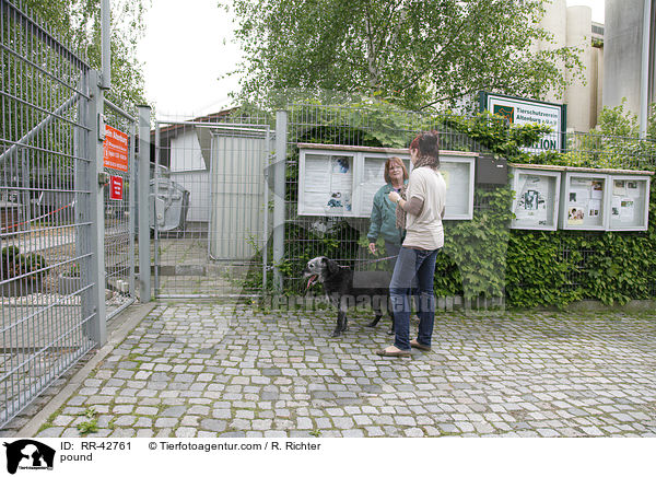 Vermittlungsgesprch im Tierheim / pound / RR-42761