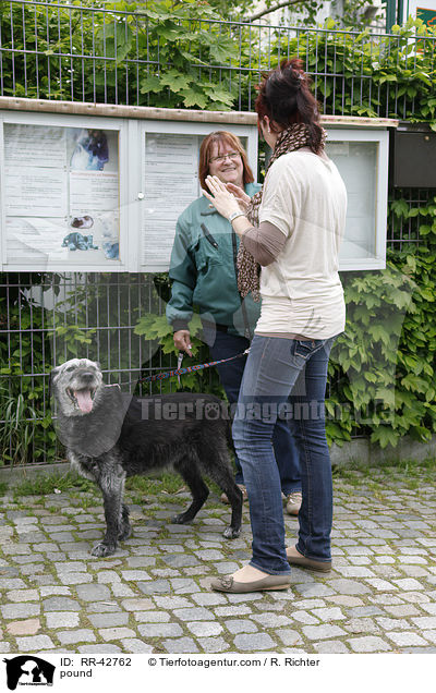 Vermittlungsgesprch im Tierheim / pound / RR-42762