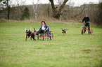 dog pulling