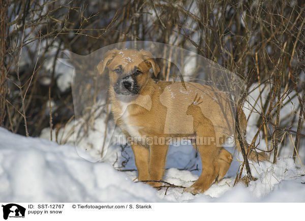 puppy in snow / SST-12767
