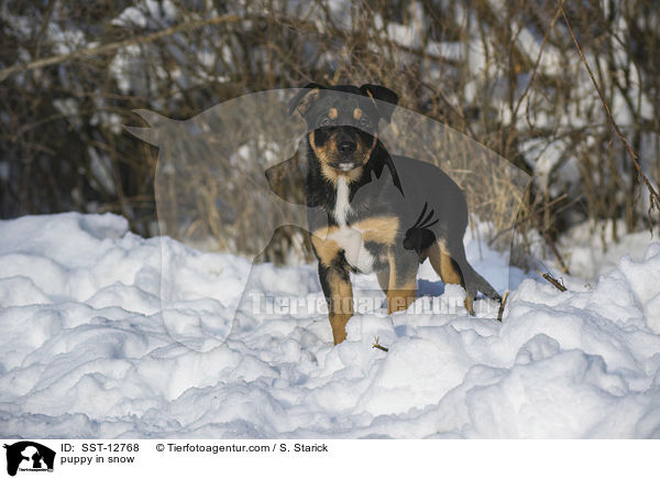 puppy in snow / SST-12768