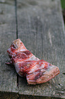 meat