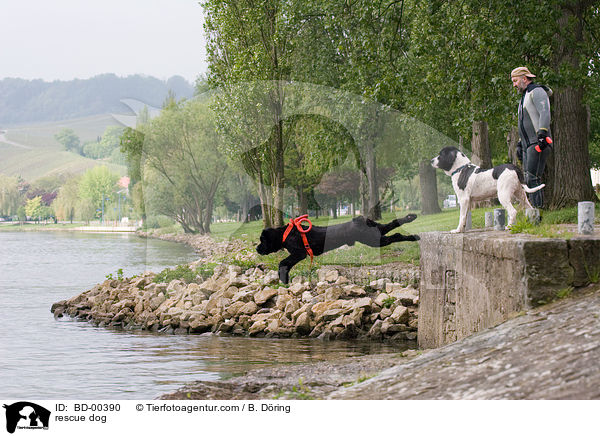 rescue dog / BD-00390