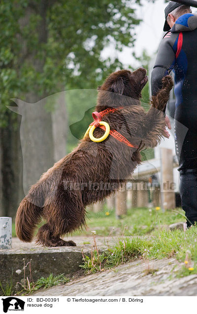Hund bei der Wasserrettung / rescue dog / BD-00391