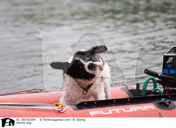 Hund bei der Wasserrettung / rescue dog / BD-00399