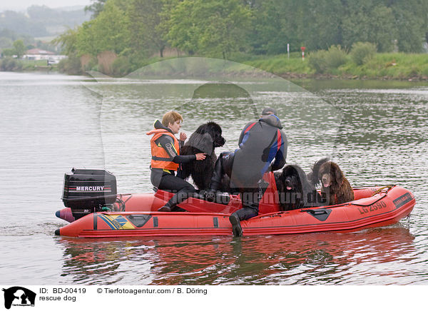 Hund bei der Wasserrettung / rescue dog / BD-00419