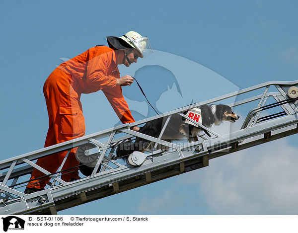 Rettungshund auf der Feuerleiter / rescue dog on fireladder / SST-01186