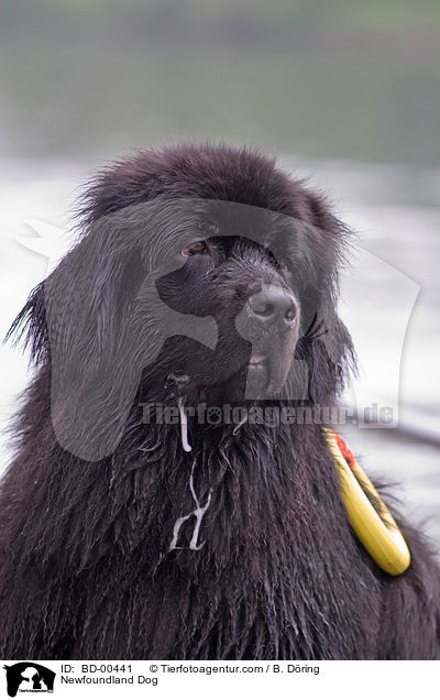 Newfoundland Dog / BD-00441