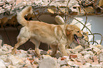 rescue dog
