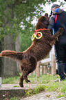 rescue dog