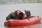 rescue dog