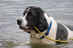 rescue dog with boat