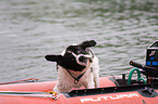 rescue dog