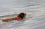 rescue dog