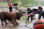 rescue dog
