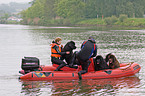 rescue dog