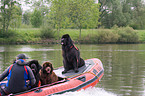 rescue dog