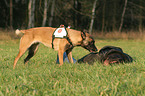 rescue dog training