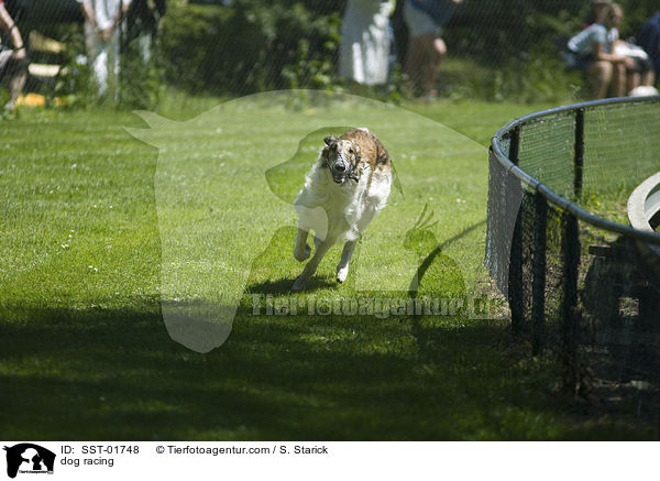 Windhundrennen / dog racing / SST-01748